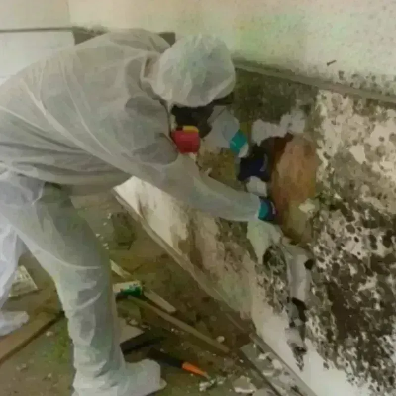 Mold Remediation and Removal in Orange City, IA